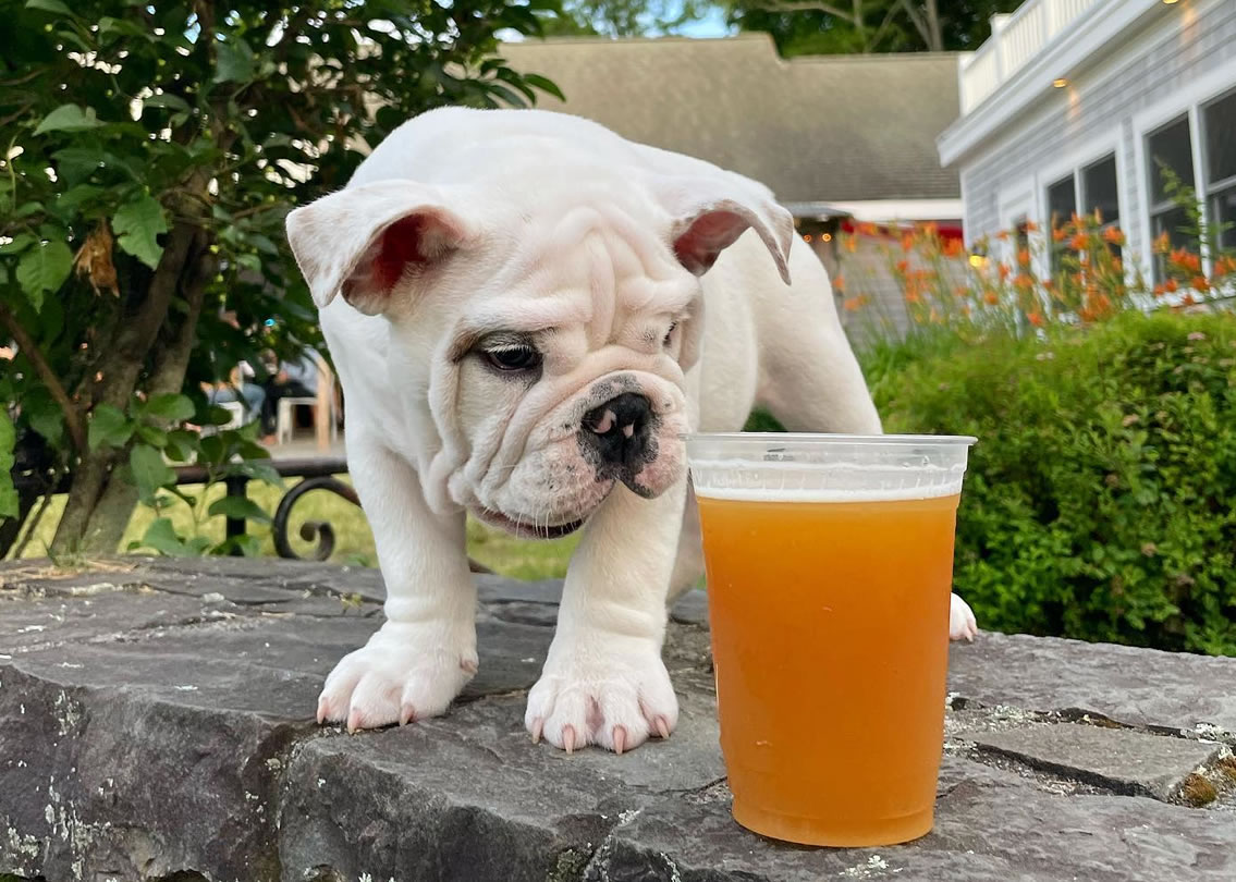 hog-island-beer-on-tap-dog