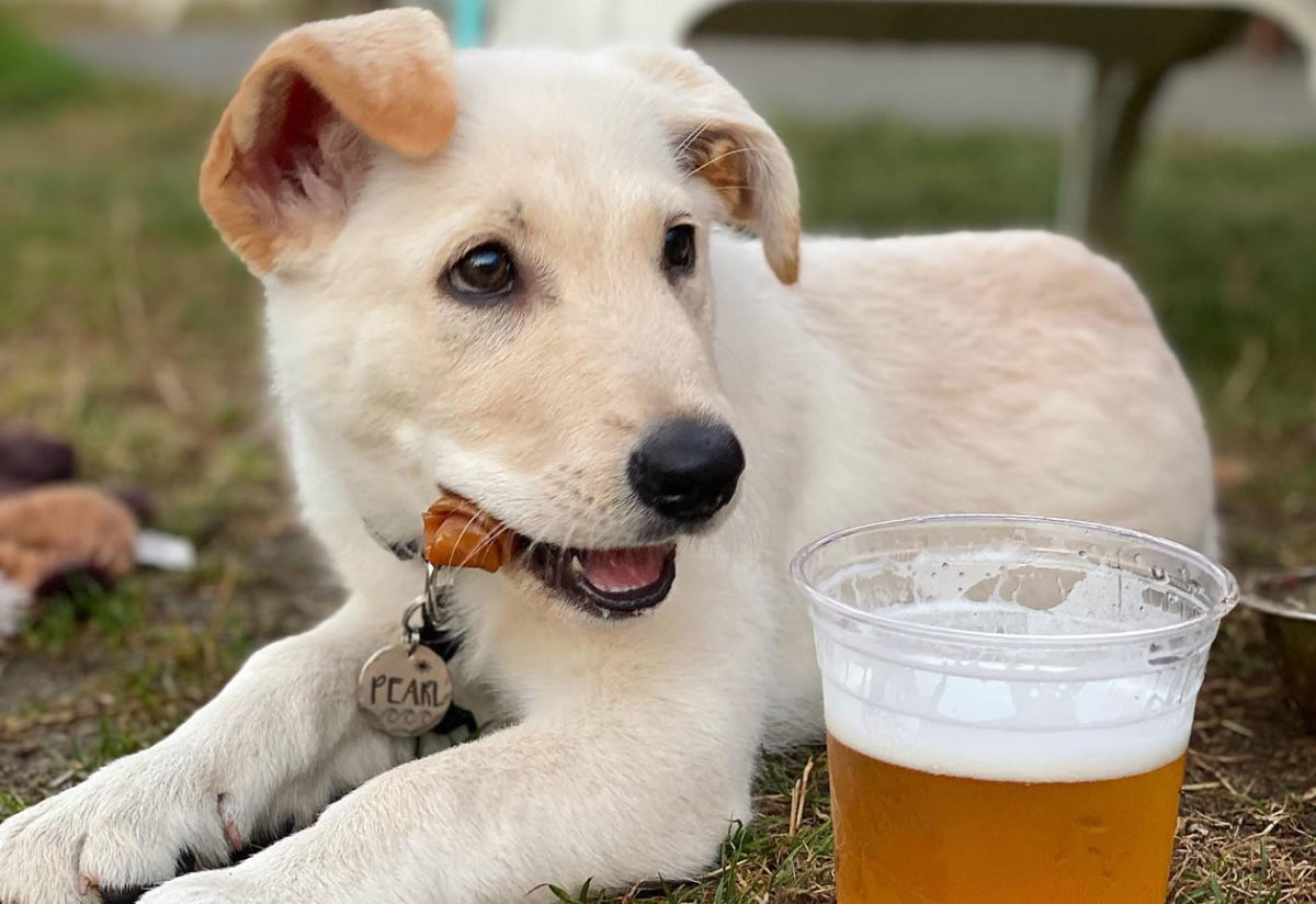 hog-island-brewery-orleans-pet-friendly